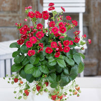 3x Fraise Fragaria 'Summer Breeze Rose' - Biologique en pot