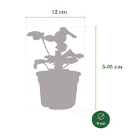 3x Fraise Fragaria 'Summer Breeze Rose' - Biologique en pot