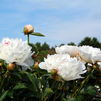 Pivoine Paeonia 'White Sarah' blanc - Plants à racines nues