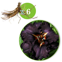 3x Lys Hemerocallis 'Black Magic' violet - Plants à racines nues