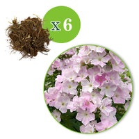 3x Phlox 'Cool Water' blanc-rose - Plants à racines nues