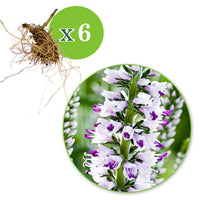 3x Véronique Veronica 'Pink Eveline' violet-blanc - Plants à racines nues