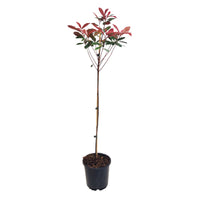 Photinia Photinia 'Red Robin' sur tige vert-rouge