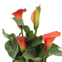 Arum Zantedeschia 'Red Alert' rouge