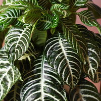 Plante zèbre Aphelandra 'Botanica' Vert-Blanc