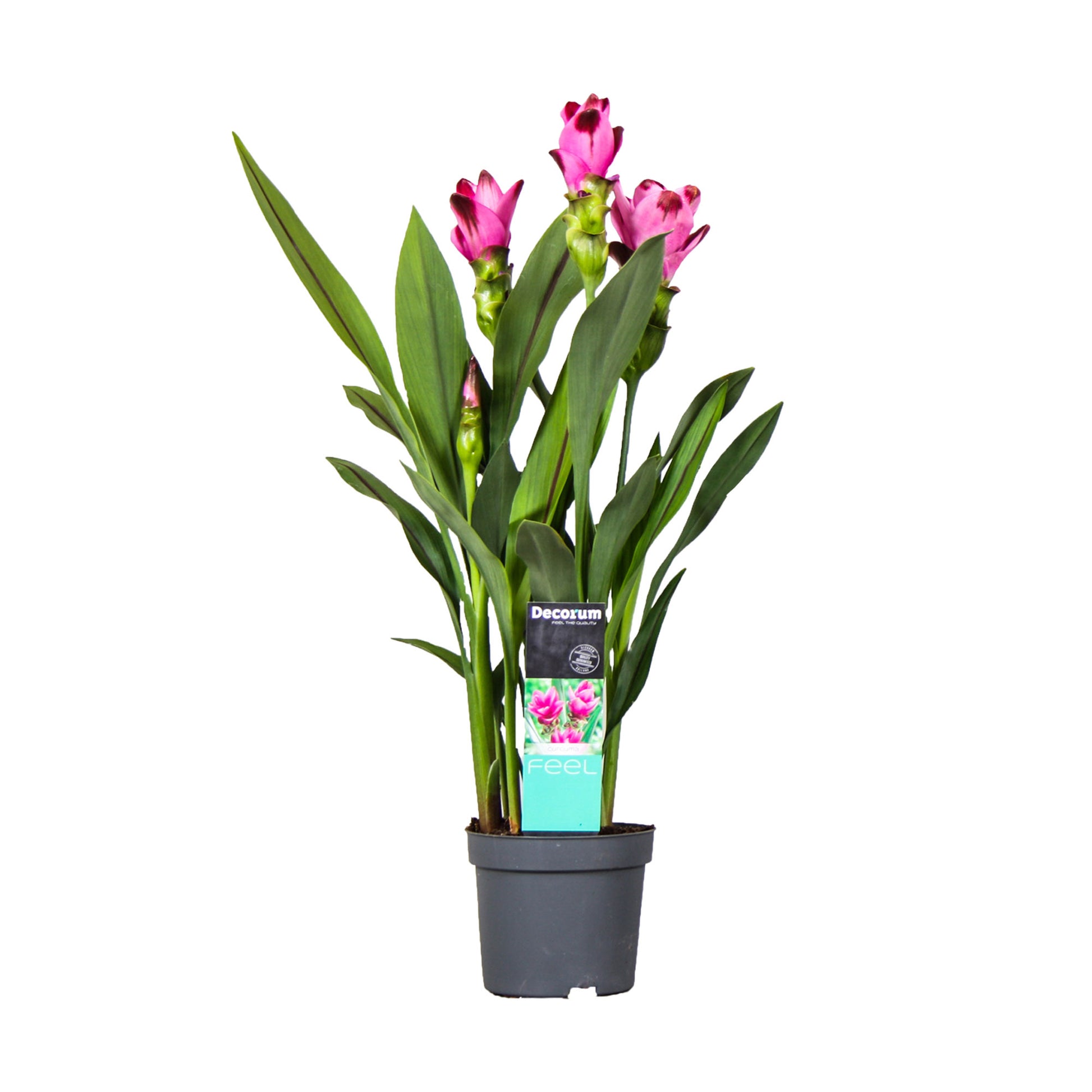 curcuma plante en pot Curcuma 'Siam Splash' Violet