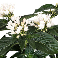 Pentas 'Starcluster' Blanc
