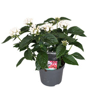 Pentas 'Starcluster' Blanc