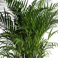 Palmier Aréca Dypsis lutescens Panier XL inclus panier en feuilles de palmier