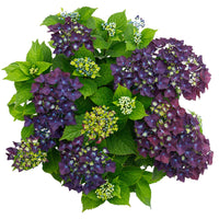 Hortensia paysan Hydrangea macrophylla Violet