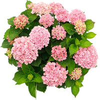 Hortensia paysan Hydrangea 'Revolution Pink' Rose-Vert