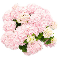 Hortensia paysan Hydrangea 'Soft Pink Salsa' Rose