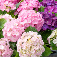 Hortensia paysan Hydrangea 'Three Sisters Pastell' Bleu-Rose-Blanc