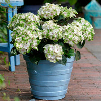 Hortensia paysan Hydrangea 'Noblesse' Blanc-Vert