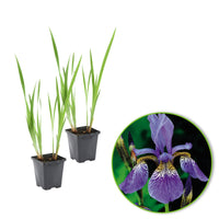 Iris bleu de Sibérie sibirica bleu-violet - Plante des marais, Plante de berge