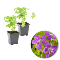 Géranium des marais Geranium palustre violet - Plante des marais, Plante de berge