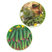 Paquet de cornichons Cucumis 'Cornichons folichons' 11,5 m² - Semences de légumes
