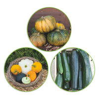 Paquet de courgettes Cucurbita 'Courgettes parfaites' 17 m² - Semences de légumes