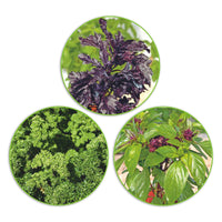 Paquet d'herbes aromatiques 'Plantes succulentes' 22,5 m² - Semences d’herbes