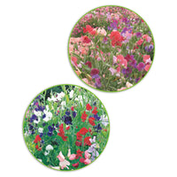 Paquet de pois de senteur Lathyrus 'Bouquet coquet' - Biologique 3 m² - Semences de fleurs