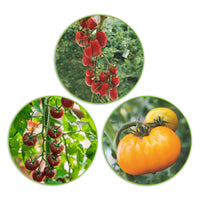 Paquet de tomates Solanum 'Tomates délicates' 7 m² - Semences de légumes