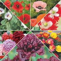 Paquet de pavots 'Pavots royaux' 16 m² - Semences de fleurs