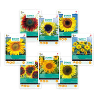 Paquet de tournesols Helianthus 'Été ensoleillé' 31 m² - Semences de fleurs
