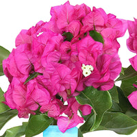Bougainvillea 'Vera Deep Purple' pyramid Violet