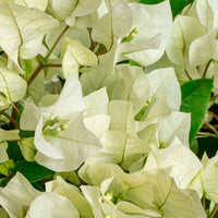 Bougainvillea hybride 'Vera Deep Purple' blanc