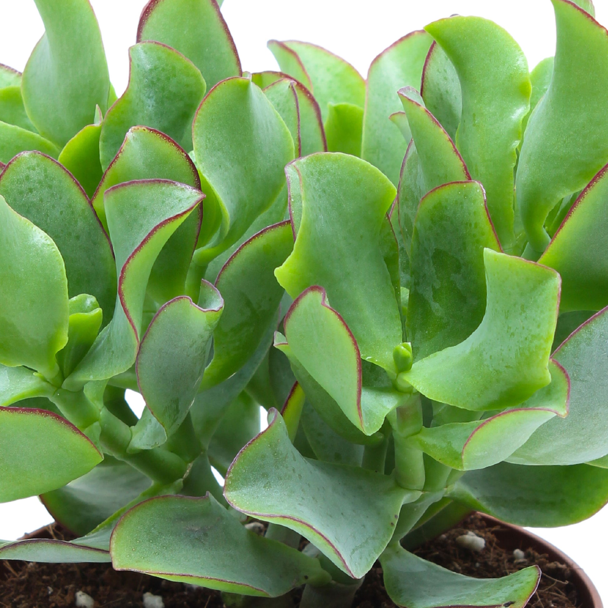 plante de jade Achetez maintenant une plante d'intérieur Plante de jade Crassula 'Curly Green'