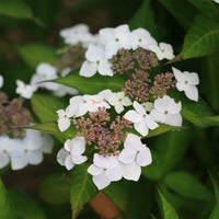 Hortensia Hydrangea serrata Blanc-Rose