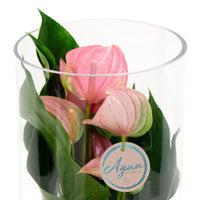 Langue de feu Anthurium 'Joli Pink' Rose avec cache-pot en verre