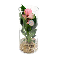 Langue de feu Anthurium 'Joli Pink' Rose avec cache-pot en verre