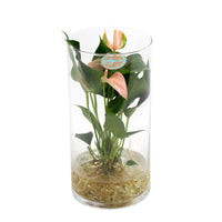 Langue de feu Anthurium 'Joli Peach' Saumon avec cache-pot en verre - Hydroponique