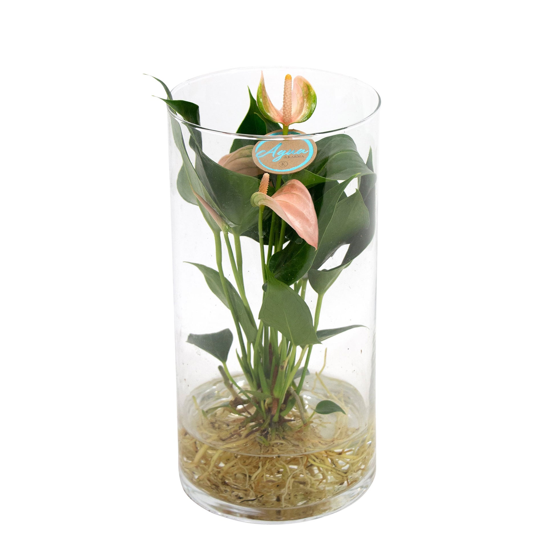 anthurium hydroponie Langue de feu Anthurium 'Joli Peach' Saumon avec cache-pot en verre