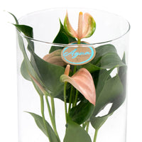 Langue de feu Anthurium 'Joli Peach' Saumon avec cache-pot en verre - Hydroponique