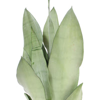 Langue de belle-mère Sansevieria 'Moonshine'