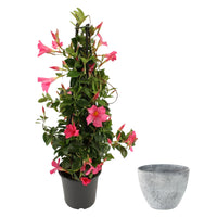 Jasmin du Chili Mandevilla piramide rose avec cache-pot gris