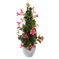 Jasmin du Chili Mandevilla piramide rose avec cache-pot gris