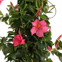 Jasmin du Chili Mandevilla piramide rose avec cache-pot gris