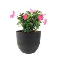 Jasmin du Chili Mandevilla 'Rio' rose avec cache-pot noir