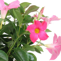 Jasmin du Chili Mandevilla 'Rio' rose avec cache-pot noir