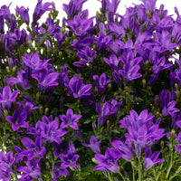 3x Campanule Campanula 'Ambella Intense Purple' violet avec jardinière blanc