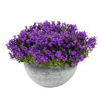 3x Campanule Campanula 'Ambella Intense Purple' violet avec plat gris