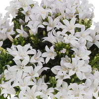 3x Campanule Campanula 'White' blanc avec jardinière anthracite