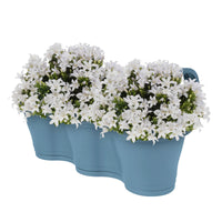 3x Campanule Campanula 'White' blanc avec jardinière bleu