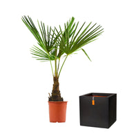 Palmier de Chine Trachycarpus fortunei avec cache-pot noir