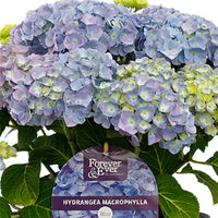Hortensia paysan Hydrangea macrophylla Bleu avec pot décoratif