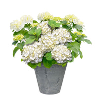 Hortensia paysan Hydrangea macrophylla Blanc avec pot décoratif