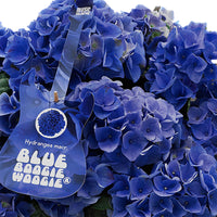 Hortensia paysan Hydrangea 'Blue Boogiewoogie'® Bleu avec plateau anthracite